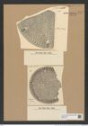 Aulacodiscus thumii A. Schm. (de-Toni-Nr.: Genus 182, Species 4558) Zeichnungen Sammlung Grunow Nr. 8172 (NHMW-BOT-W0377543)